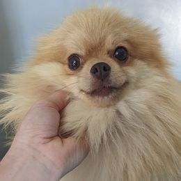 Hazelnut - Pomeranian