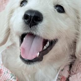 Goldendoodle, Golden Retriever, Poodle, and Shih Tzu Puppies from Platinum Paws Puppies