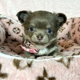 Mila - Silver female Chihuahua puppy in Mesa, Arizona from Arizona Dream Chihuahuas