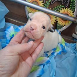 Boy 6 - White male Boxer puppy in Pikeville, Kentucky from Boxers of Whispered Wishes