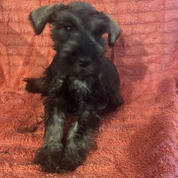 Boy 3 - Miniature Schnauzer puppy in Missouri from Trena's Miniature Schnauzers