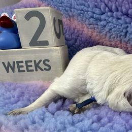 Mr Blue - Light golden Golden Retriever puppy in Denton, Texas from Farley Goldens