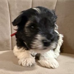 Red Collar - Parti male Miniature Schnauzer puppy in Tacoma, Washington from AKC Nordwest Schnauzers