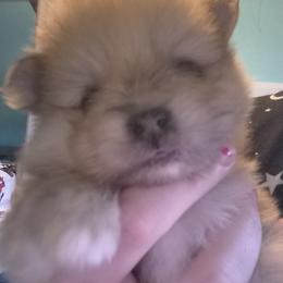 Teddy - Chocolate merle male Pomeranian puppy in Billings, Montana from Magic City Poms