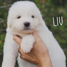 LIV - White female Great Pyrenees puppy in Trinidad, Colorado from Prospect Pyrenees