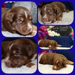 Scorch - Red tri-color male Australian Shepherd puppy in Levelland, Texas from Once Upon a Time Aussies