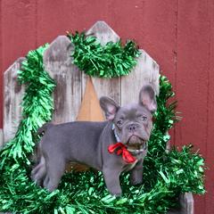 French Bulldog Puppies from Antietam Creek French Bulldogs