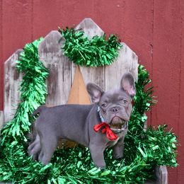 French Bulldog Puppies from Antietam Creek French Bulldogs