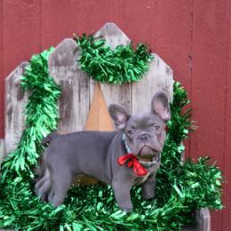 French Bulldog Puppies from Antietam Creek French Bulldogs