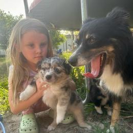 Rainbow - Blue merle female Miniature Australian Shepherd puppy in Interlachen, Florida from Lucky Bones Miniature Australian Shepherds