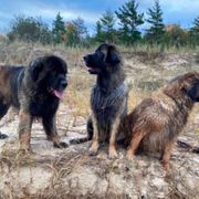 Leonberger All Grown Up from Dunderave Kennel