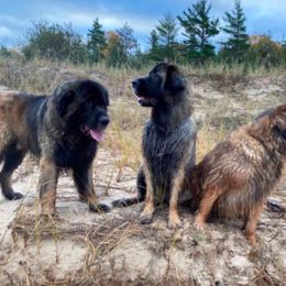 Leonberger All Grown Up from Dunderave Kennel