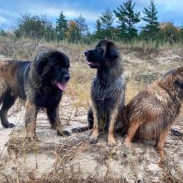 Leonberger All Grown Up from Dunderave Kennel