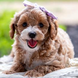 Rosie - Red  female Goldendoodle puppy in Lumberton, Mississippi from SouthernDoodlebug/ Utah Doodlebug