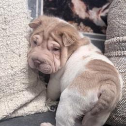 Brandy - Lilac dilute female Chinese Shar-Pei puppy in Lehigh Acres, Florida from Florida Wrinkles