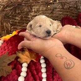 Earth Angel - Cream male Poodle puppy in Hemet, California from Vallevistadoodles