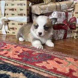 White collar male - Red male Pembroke Welsh Corgi puppy in Grantsville Md, Maryland from Standing Oaks Kennel
