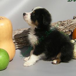 Miniature American Shepherds, Miniature Australian Shepherds, and Toy Australian Shepherds from Shade Tree Aussies