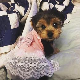 Yorkshire Terrier Puppies from Hip Hoppin Yorkies