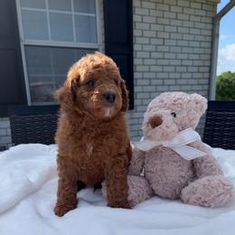 Remi - Red  male Goldendoodle puppy in Estesburg, Kentucky from Wet Goldendoodle Kisses