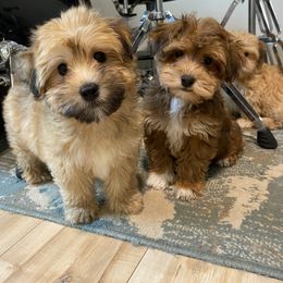 Goldendoodle, Havanese, and Havapoo Puppies from Lady Paws Puppies