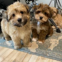 Goldendoodle, Havanese, and Havapoo Puppies from Lady Paws Puppies
