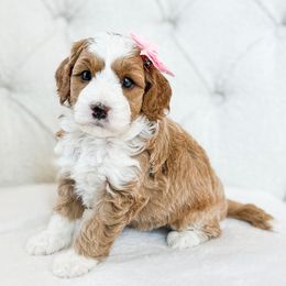 River - Red  female Goldendoodle puppy in Sterling, Illinois from Charley's Goldendoodles