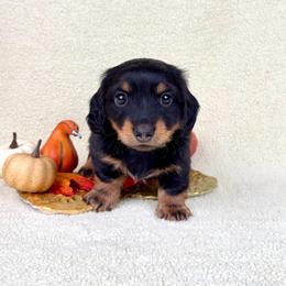 Totino Roll - Black and tan male Dachshund puppy in Phelan, California from Desert Sunset Dachshunds