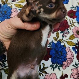 Chihuahua Puppies from OutLaw Chihuahua's