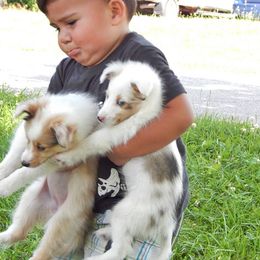 Rottweiler and Toy Shetland Sheepdog Puppies from Mountain High Kennels