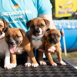 Staffordshire Bull Terrier Puppies from Vivace Staffords