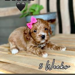 Flora - Red female Cavapoo puppy in Runaway Bay, Texas from Green Ranch Doodles