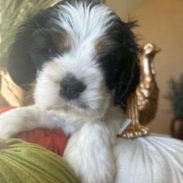Buster - Black white and tan male Cocker Spaniel puppy in Pueblo, Colorado from Scott & Lada’s Pups
