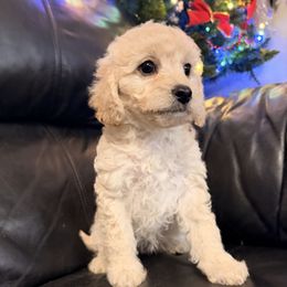 Jenny - Apricot female Cavapoo puppy in Spokane, Washington from PJE Cavs and Poos