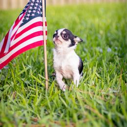 Olive 9,600 - Black and white female Chihuahua puppy in Jacksonville, Florida from Petits Chihuahuas