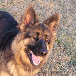 Sasha - German Shepherd