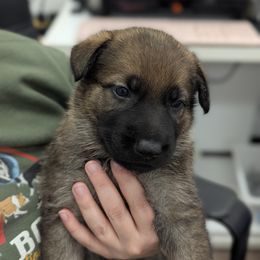 Red collar - Sable German Shepherd puppy in Morton, Illinois from Kürbisstadt Kennels