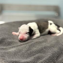 Male 4 - Saddleback sable male Border Collie puppy in Oxford, Florida from RSR Border Collies