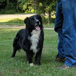 Smitty - Australian Shepherd