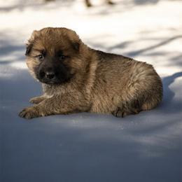 Sable Female - Sable female German Shepherd puppy in Tafton, Pennsylvania from Pocono GSD
