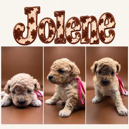 Jolene - Apricot female Poodle puppy in Live Oak, Florida from Grams Poodle Babies