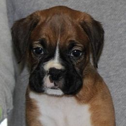 Boxers from MCVE BOXERS