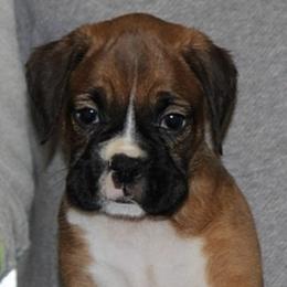 Boxers from MCVE BOXERS