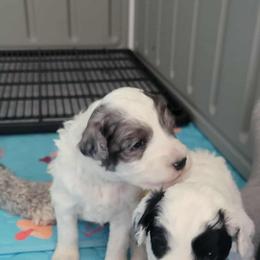 Bernedoodle Puppies from Daisy's Doodles