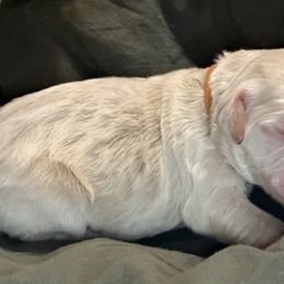 Boy 7 - Goldendoodle puppy in Shell Lake, Wisconsin from KC Acres