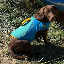 Labrador Retriever All Grown Up from Redfearn Retrievers
