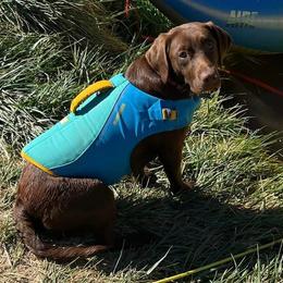 Labrador Retriever All Grown Up from Redfearn Retrievers