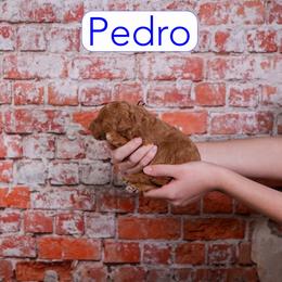 Pedro - Red male Assorted Doodle Crosses puppy in Calhoun, Georgia from Happy Top Doodles