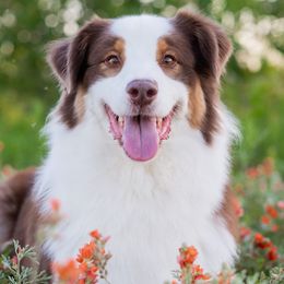 Australian Shepherds and German Shepherds from Coal Creek Shepherds