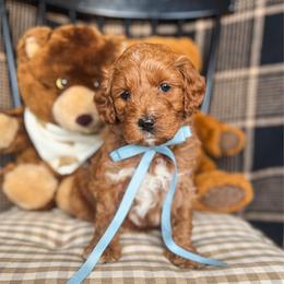 Rupert - Red  male Goldendoodle puppy in New Harmony, Indiana from Cottonwood Farms